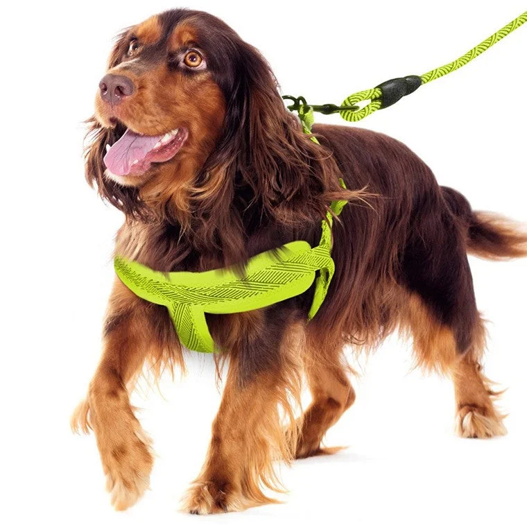 - Custom pet birthday cakeMesh Lead & Harness, Medium, 3 Asstd Colours